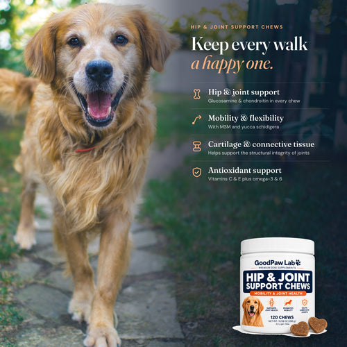 Happy golden retriever walking with GoodPaw Lab Hip & Joint Support Chews: hip and joint support, mobility and flexibility, cartilage and connective tissue, antioxidant support