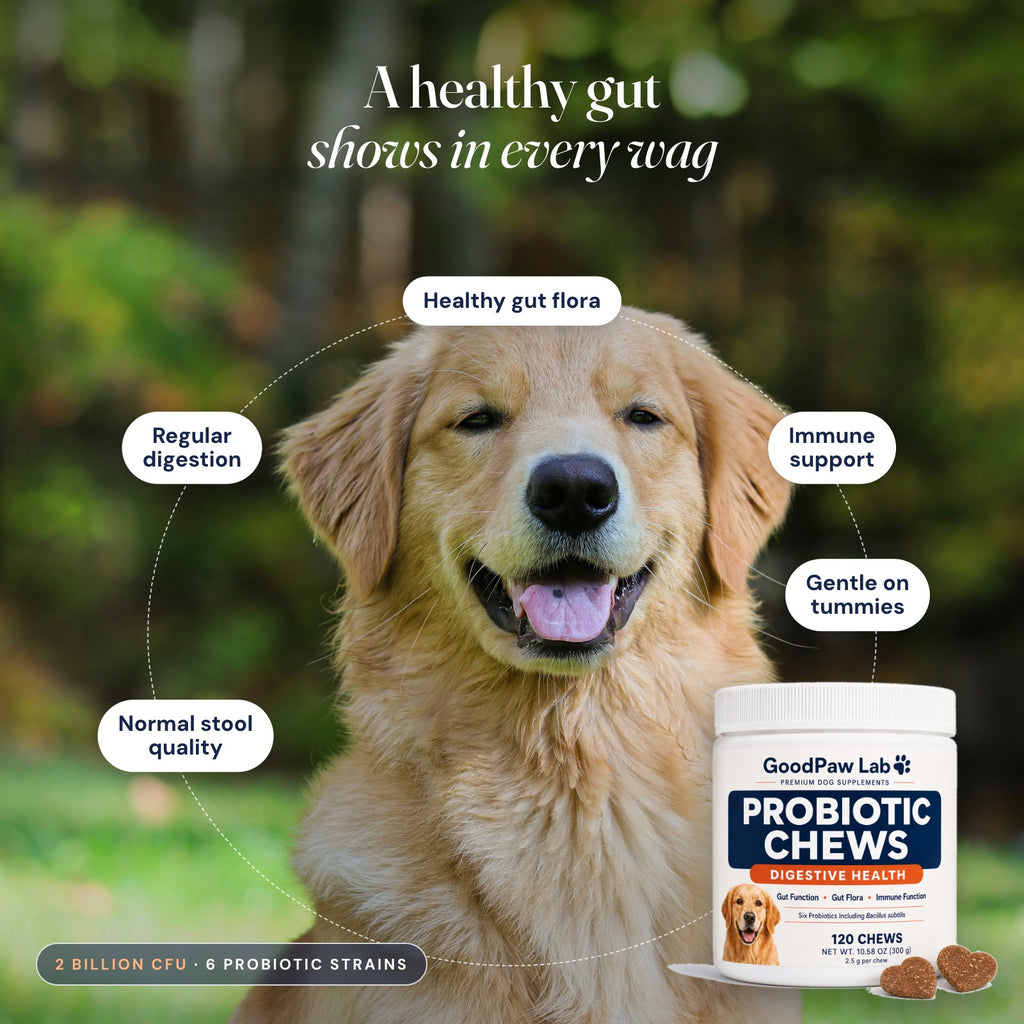 Happy golden retriever with GoodPaw Lab Probiotic Chews: healthy gut flora, regular digestion, immune support, normal stool quality, gentle on tummies