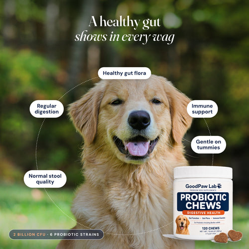 Happy golden retriever with GoodPaw Lab Probiotic Chews: healthy gut flora, regular digestion, immune support, normal stool quality, gentle on tummies