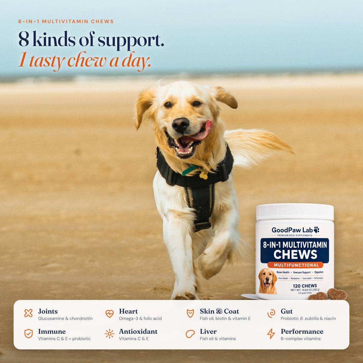 Golden retriever running on the beach with GoodPaw Lab 8-in-1 Multivitamin Chews: joints, heart, skin and coat, gut, immune, antioxidant, liver, performance