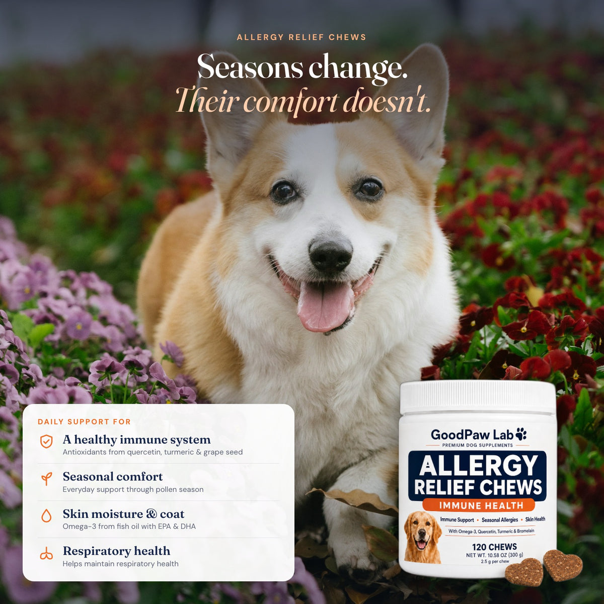Happy corgi in a flower field with GoodPaw Lab Allergy Relief Chews: immune support, seasonal comfort, skin moisture and coat, respiratory health